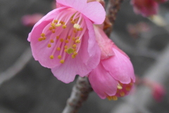 P1320210　寒緋桜