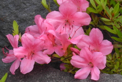 P1270169　サツキ