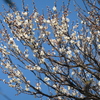 P1079772　白梅