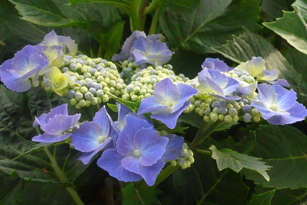 P1230250　公園の紫陽花