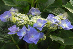 P1230250　公園の紫陽花