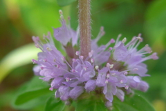 P1160711　小さな香り花