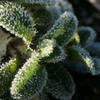 P1023298　霜