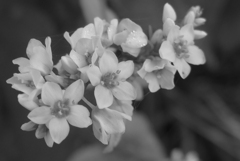 P1330383　ソバの花