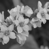 P1330383　ソバの花