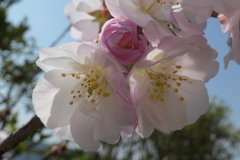 P1023658　八重桜