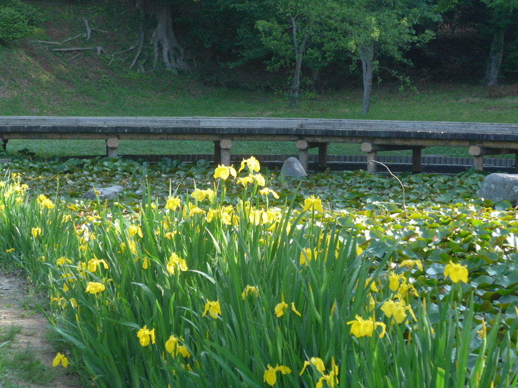 P1090155　カキツバタ