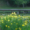 P1090155　カキツバタ
