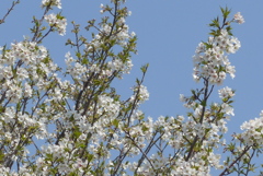 P1290878　白い桜
