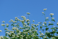 P1250101　ソバの花