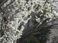 P1070851　白い桜