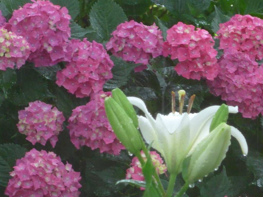 P1160351　6月の花嫁