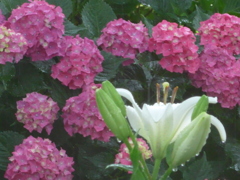 P1160351　6月の花嫁