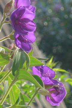P1240421　シコンノボタン