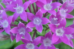 P1022696　ペンタス