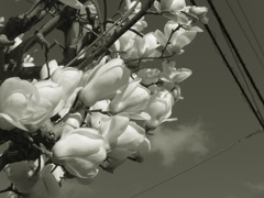 P1140110　もくれん