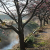 P1034916　湧き水のせせらぎ