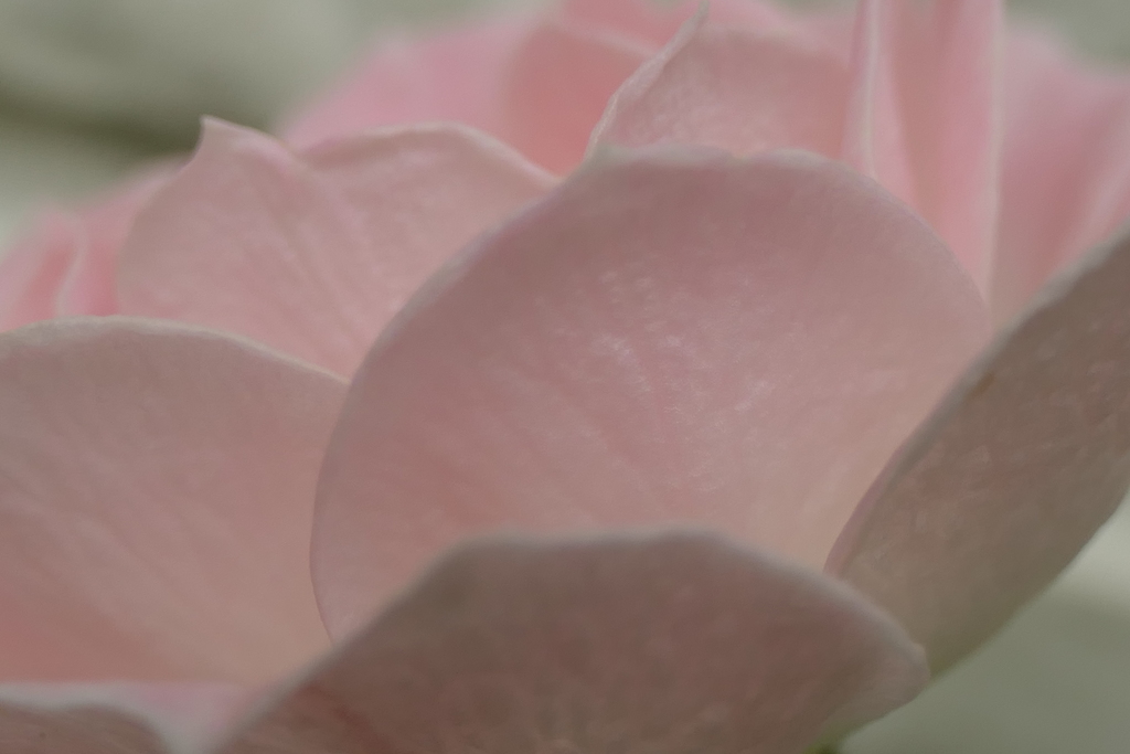 P1024127　ミニバラ