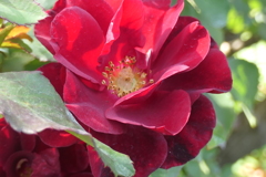 P1057142　横浜イングリッシュガーデンにて