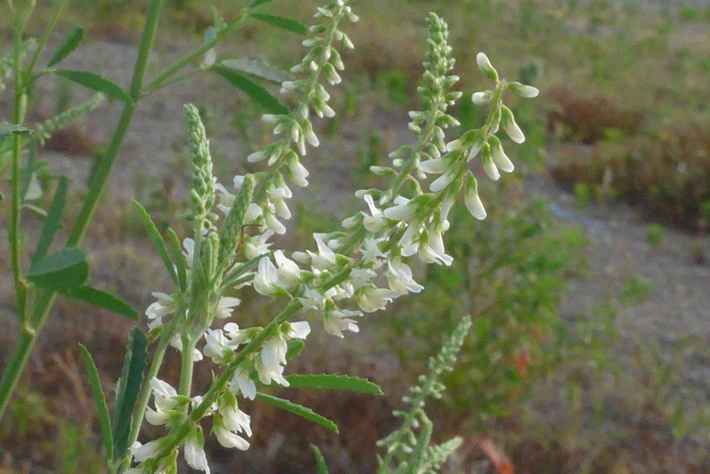 P1230394　野の花