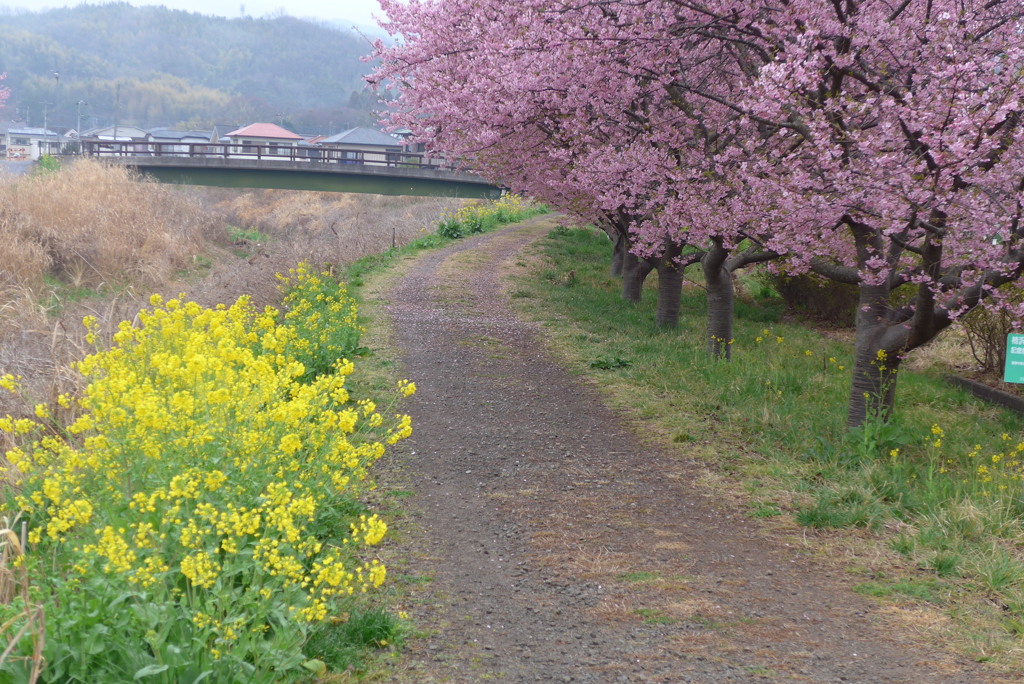 P1130941　菜の花と河津桜