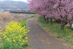 P1130941　菜の花と河津桜