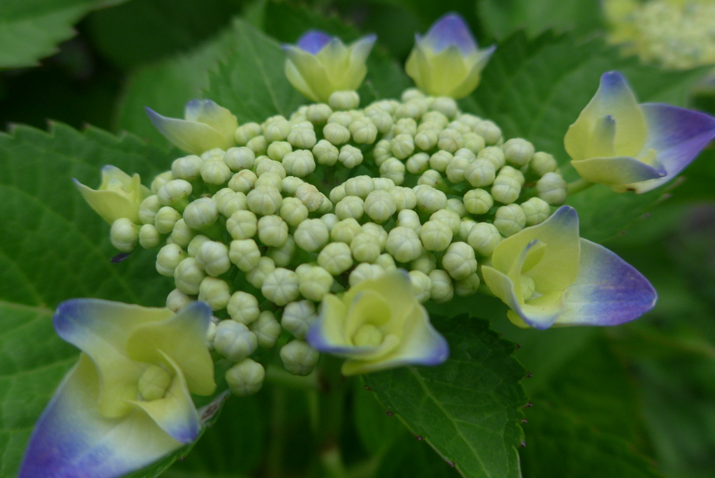 P1090786　咲き始め