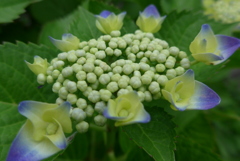 P1090786　咲き始め