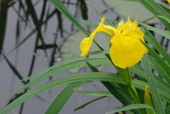 P1300096　涼やかに