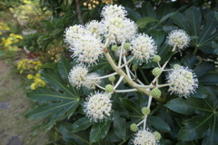 P1080983　ヤツデの花