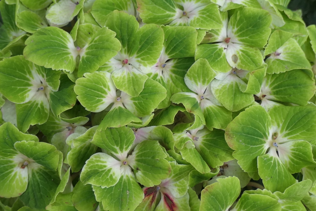 P1023903　可睡ゆりの園にて