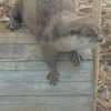 P1150399　カワウソ君♪