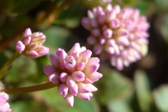 P1390159　コンペイトウ～♪