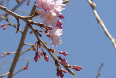 P1260407　しだれ桜