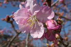 P1035107　河津桜