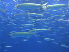 P1090664　水族館にて