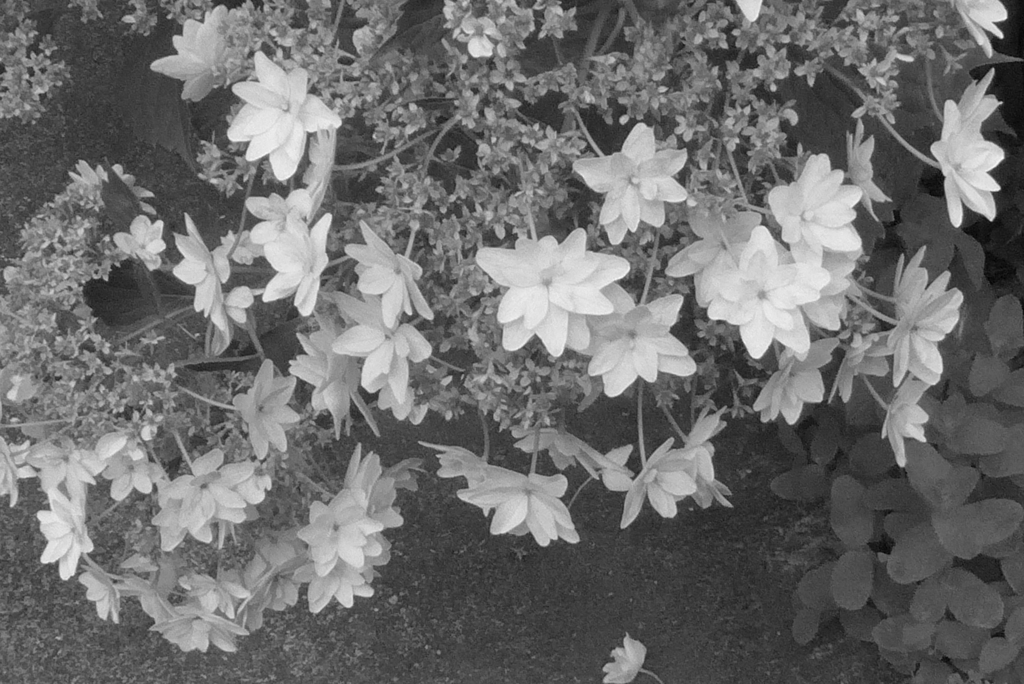 P1230537　隅田の花火