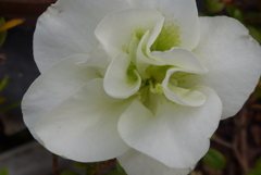 P1140367　白いフリル