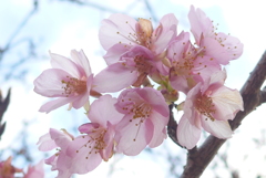 P1320045　冬の桜