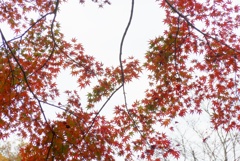 P1190246　修善寺虹の郷にて　～紅葉～