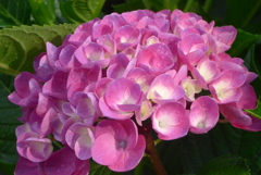 P1230605　公園のアジサイ