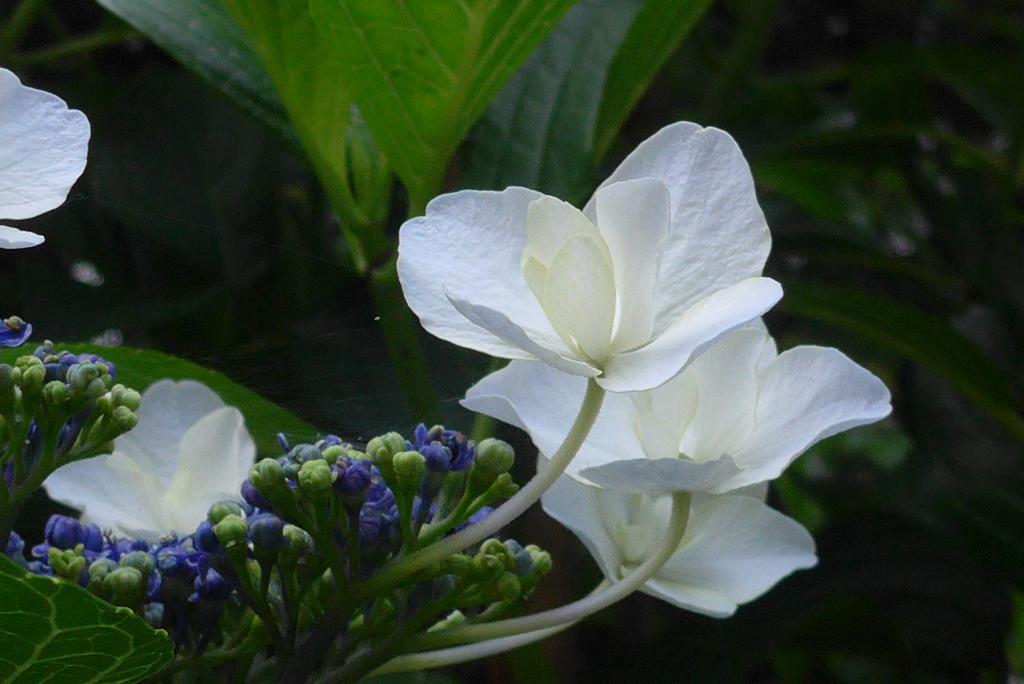 P1100187　日陰に…