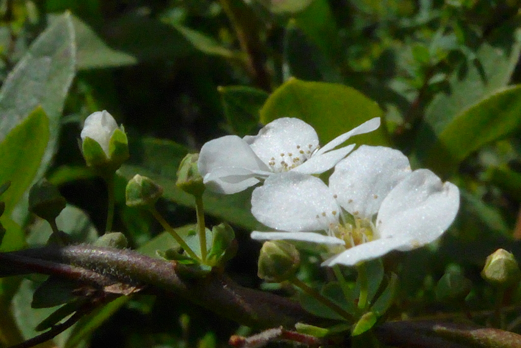P1320233　ユキヤナギ