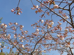 P1140689　青空と八重桜