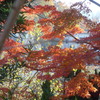 P1340689　晩秋