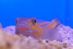 P1090662　水族館にて