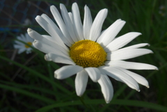 P1090336　フランスギク