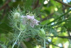 P1320943　戸惑い（花言葉）