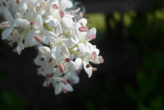 P1300402　垣根の花