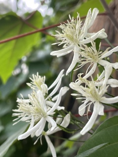 IMG_0294　センニンソウ